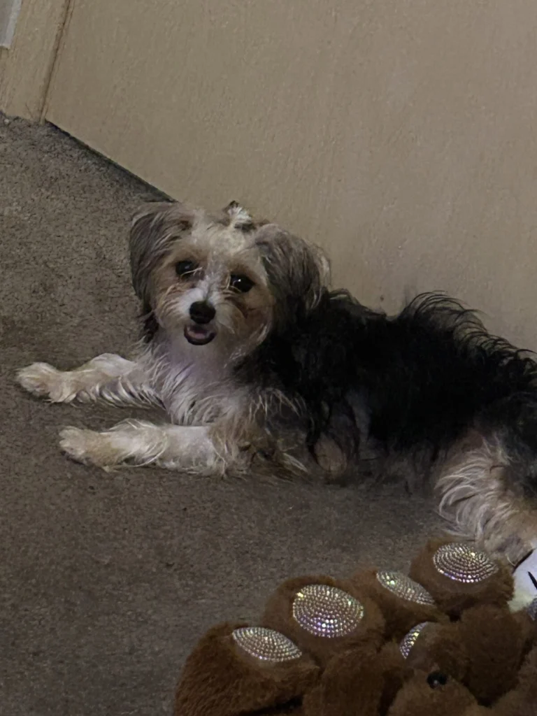 Nova, lost dog, Yorkie mixed with something