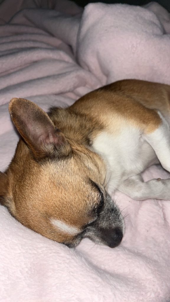 Toby, lost dog, Teacup chihuahua
