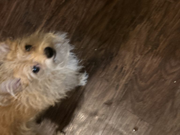 Toby, lost dog, Mixed pomaranian