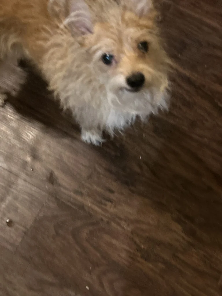 Toby, lost dog, Mixed pomaranian
