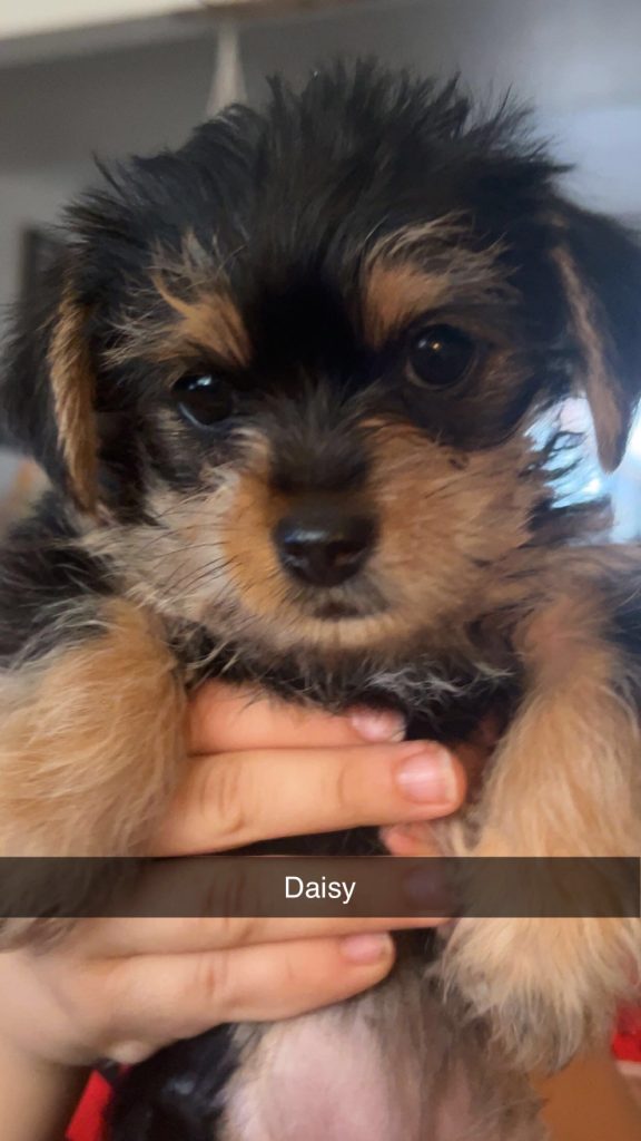Daisy, lost dog, Yorkie