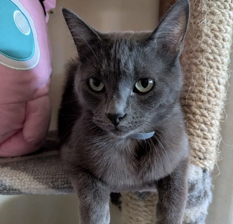 Absolam, lost cat, Russian Blue