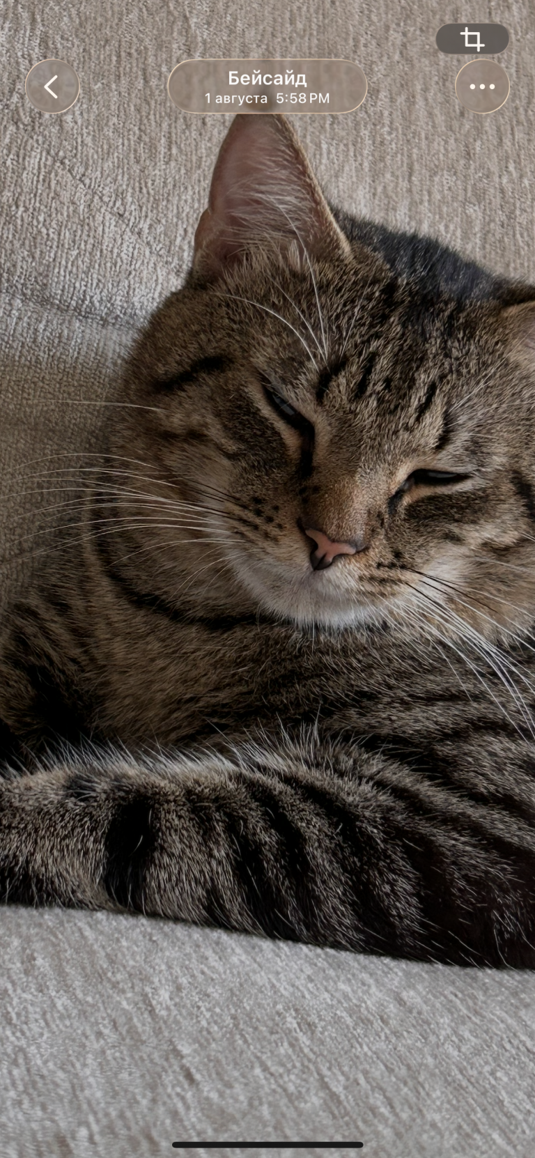 Vasya, lost cat, Domestic short hair