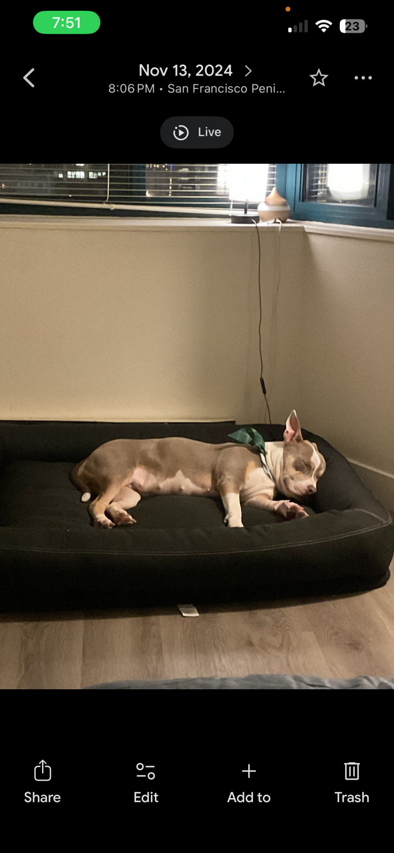 Nami, lost dog, Pitbull