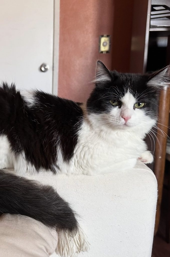 Panchita, lost cat, Domestic long hair