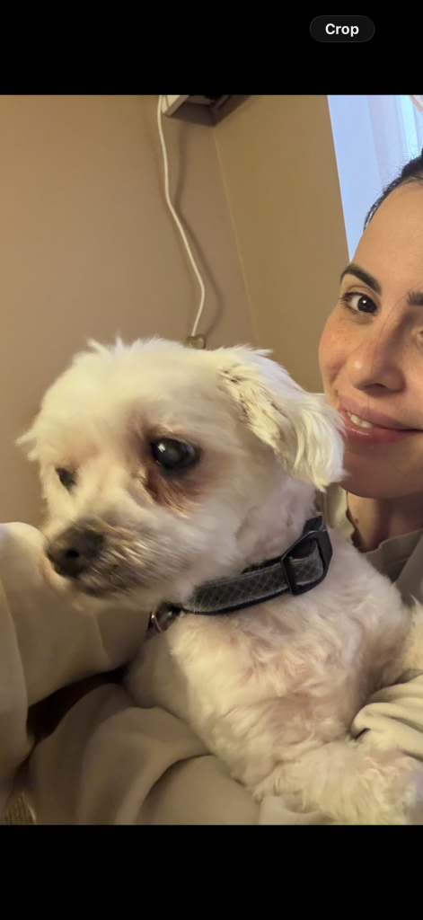 Rajah, lost dog, Maltese