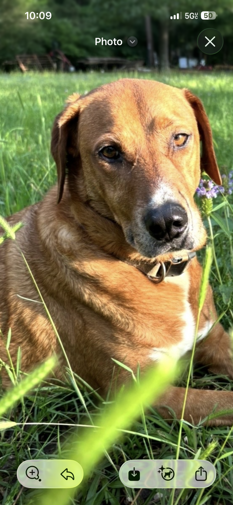 Otis, lost dog, Redbone coonhound