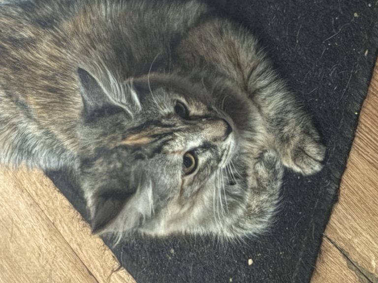 Mochi Sanchez, lost cat, Domestic Long Hair
