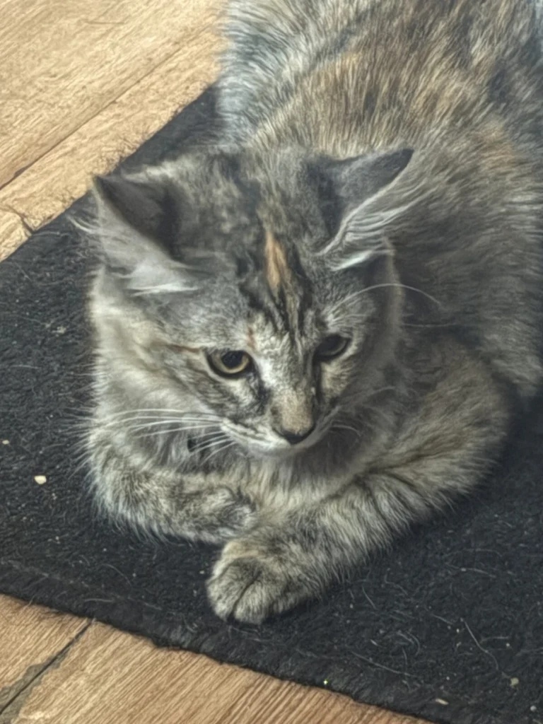 Mochi Sanchez, lost cat, Domestic Long Hair