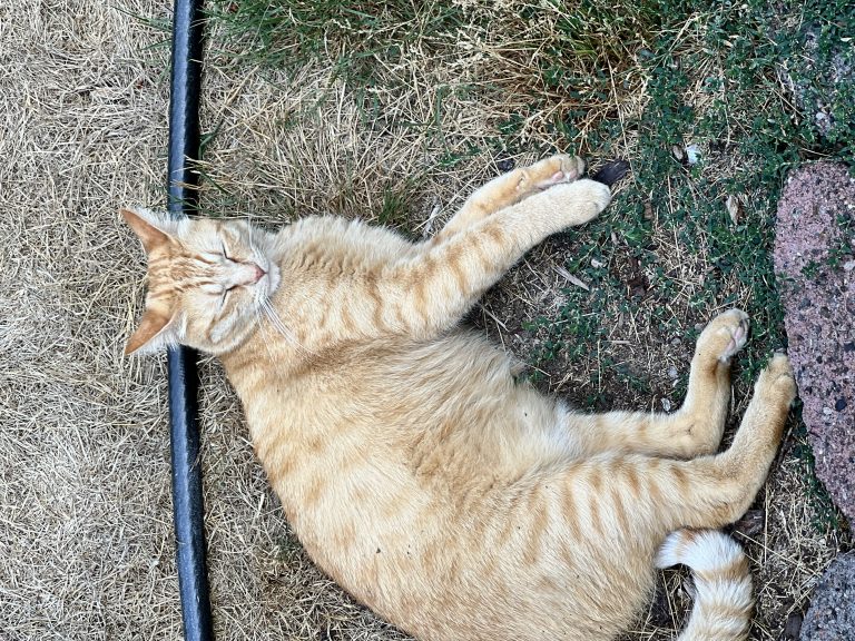 Oscar, lost cat, Tabby