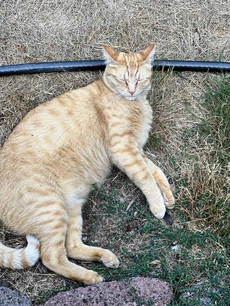 Oscar, lost cat, Tabby