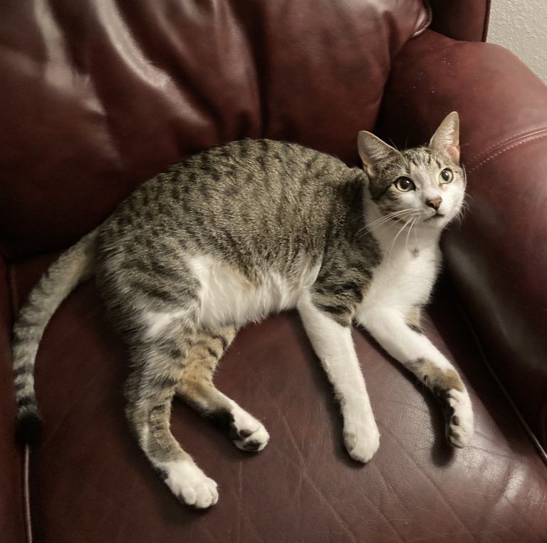 Fuego, lost cat, N/A