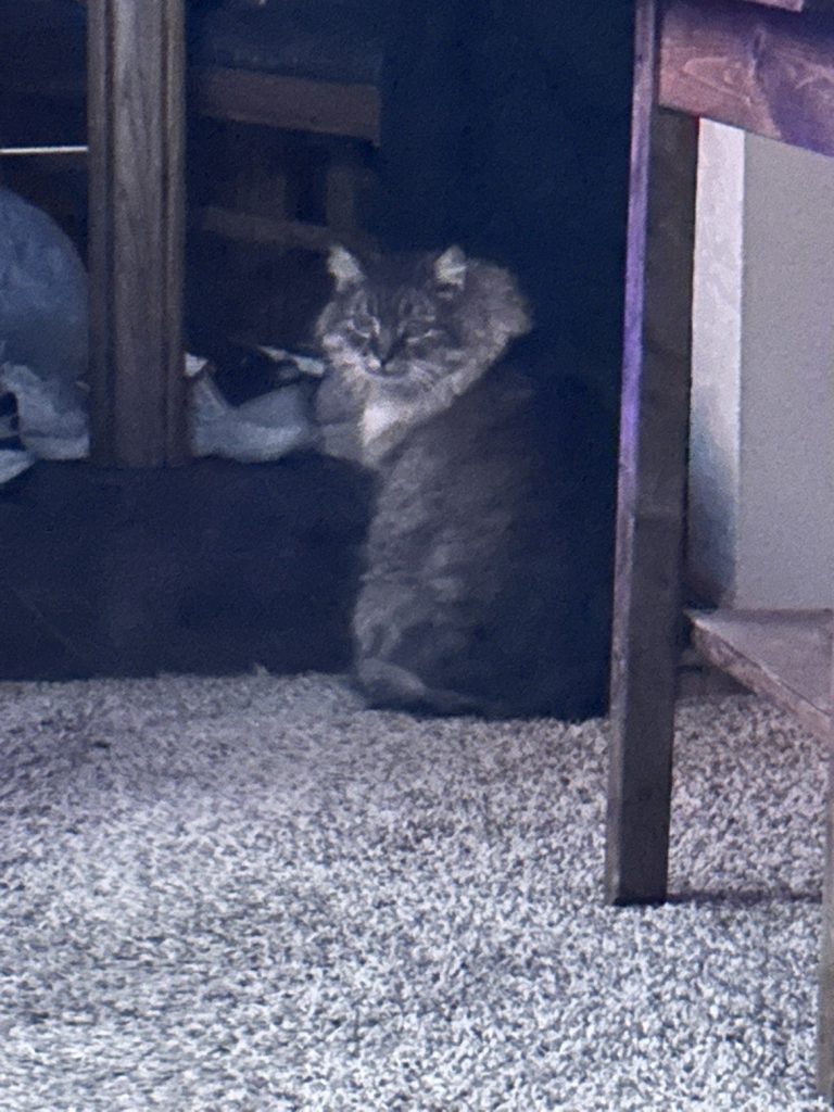 Kitty, lost cat, Mane coon looking