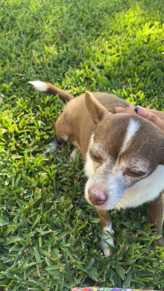 Chispa, lost dog, Chihuahua