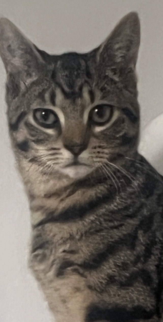 BeeBeez, lost cat, Domestic Shorthair