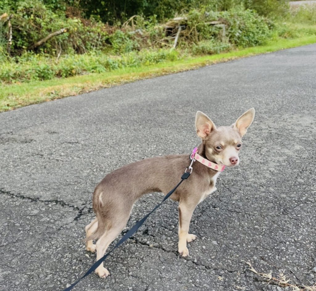 Mia, lost dog, Chihuahua