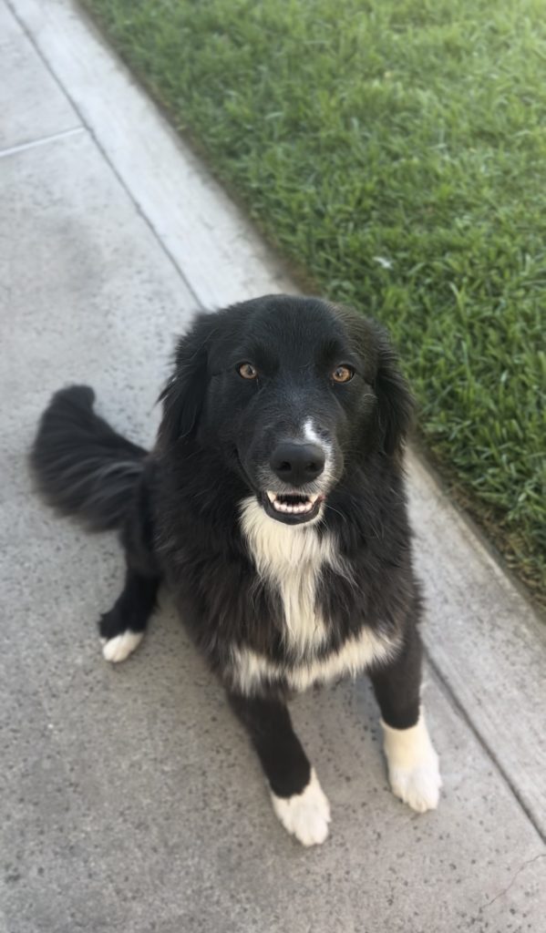 Boo, lost dog, Border collie