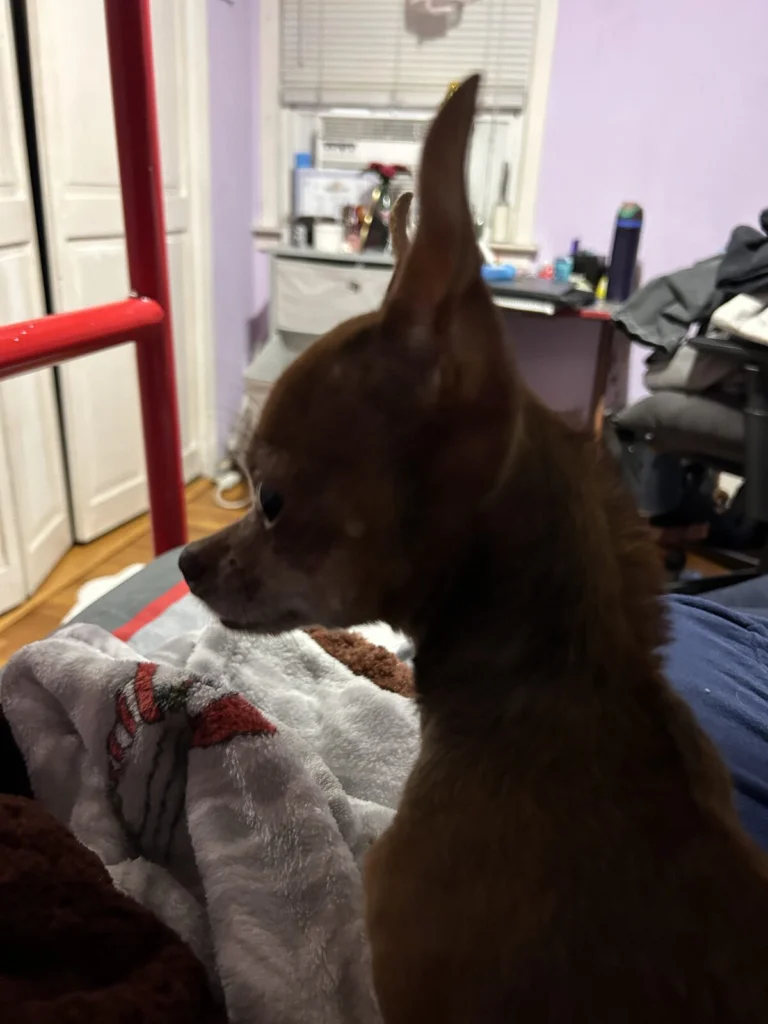 Bambi, lost dog, chihuahua