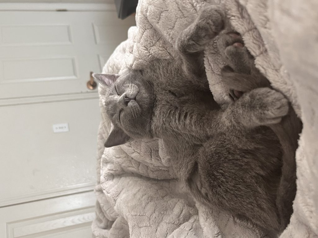 Yuki, lost cat, Russian blue