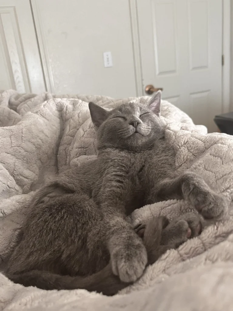 Yuki, lost cat, Russian blue