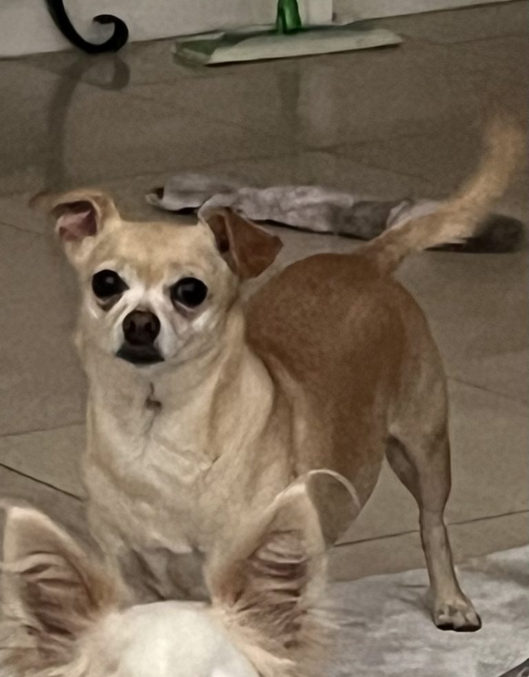 Brianna, lost dog, Chihuahua