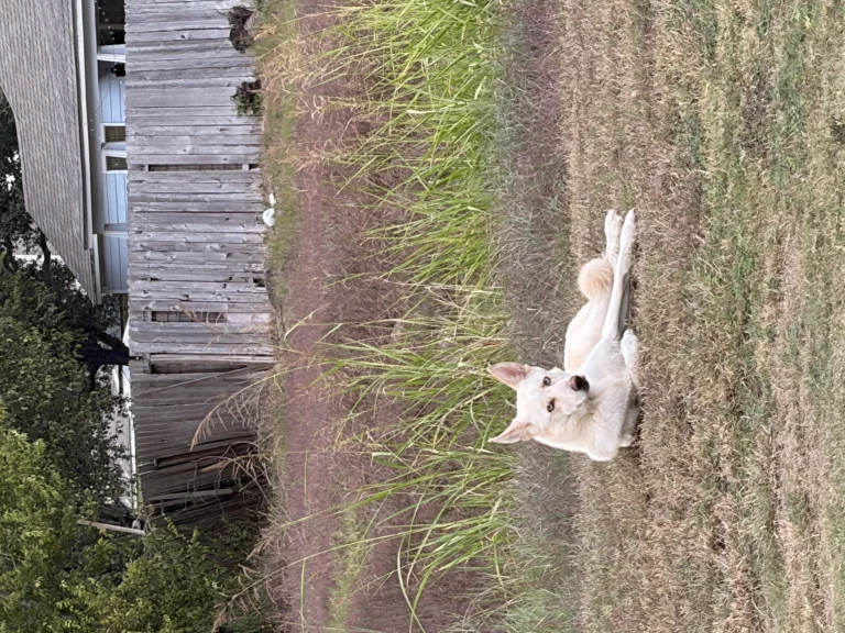 Unknown Name, found dog, Shepherd Husky Mix