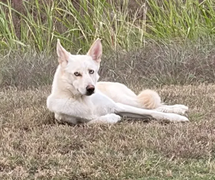 Unknown Name, found dog, Shepherd Husky Mix