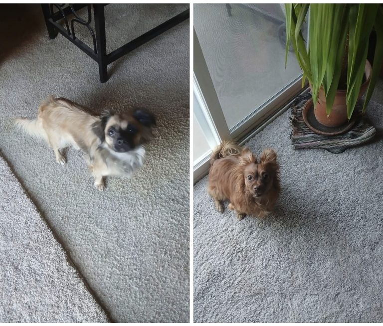 Tucker And Dasiy, lost dog, Terrior