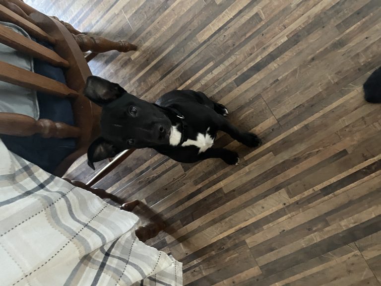 Cheeme, lost dog, mixed