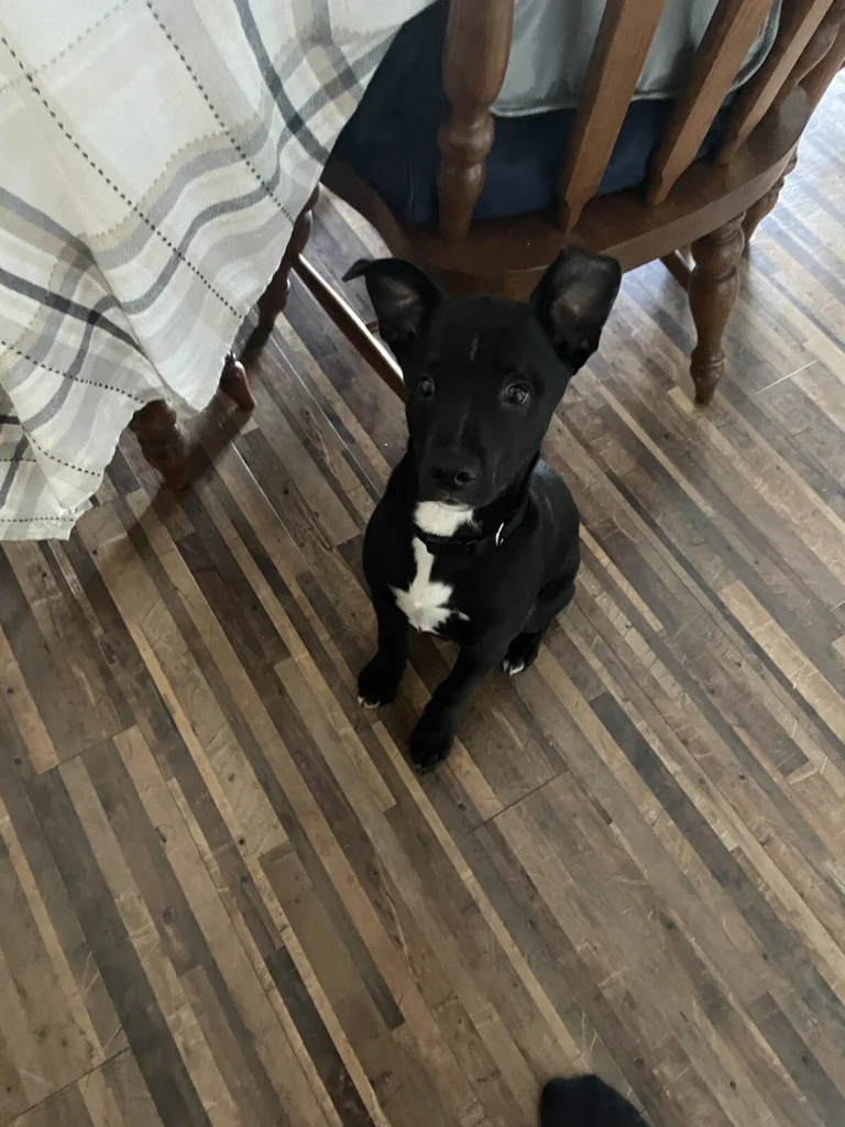 Cheeme, lost dog, mixed