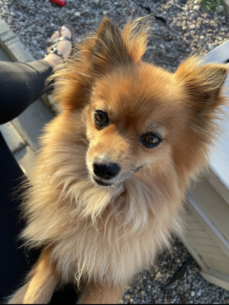 Foxy, lost dog, Pomeranian