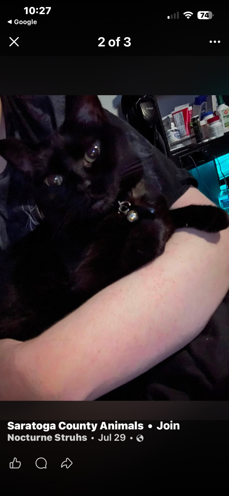 Mirasol, lost cat, Domestic short hair