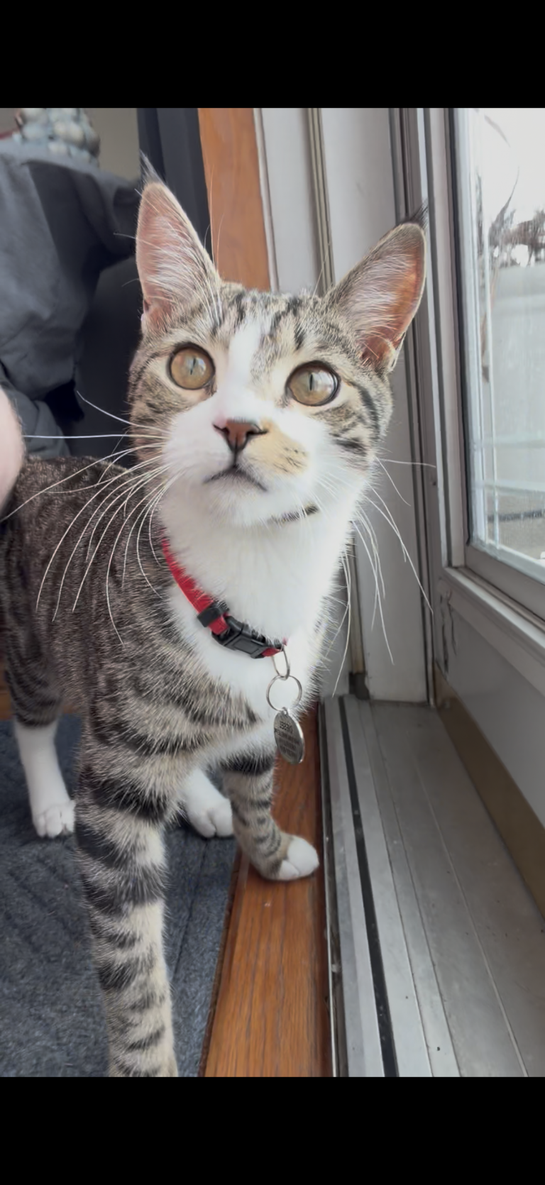 Diesel, lost cat, Domestic short hair