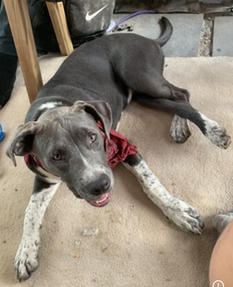 Nya, lost dog, Blue pit mix