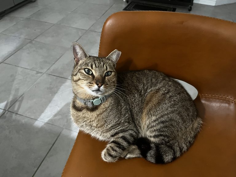 Richard, lost cat, Tabby