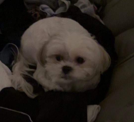 Kash, lost dog, Mal-shi