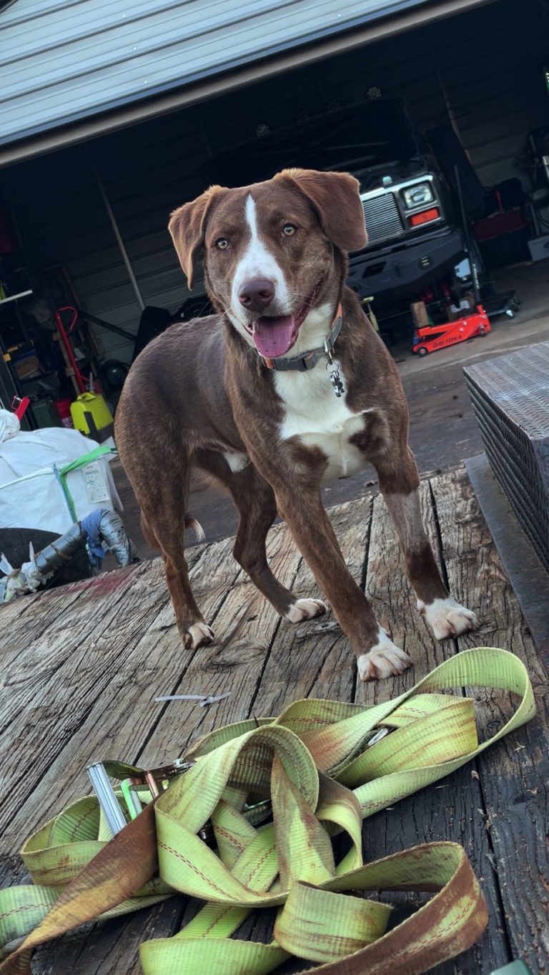 Leonard, lost dog, Pit bull terrier