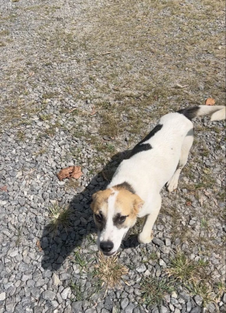 Rex, lost dog, fiest