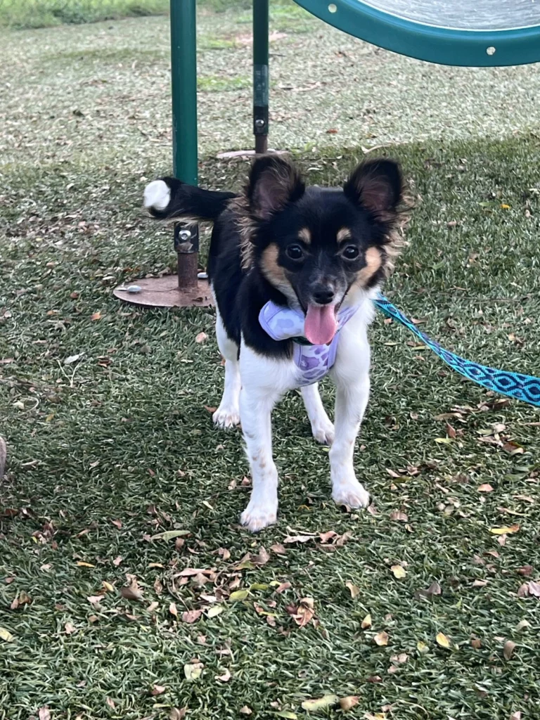 Luna, lost dog, Chihuahua