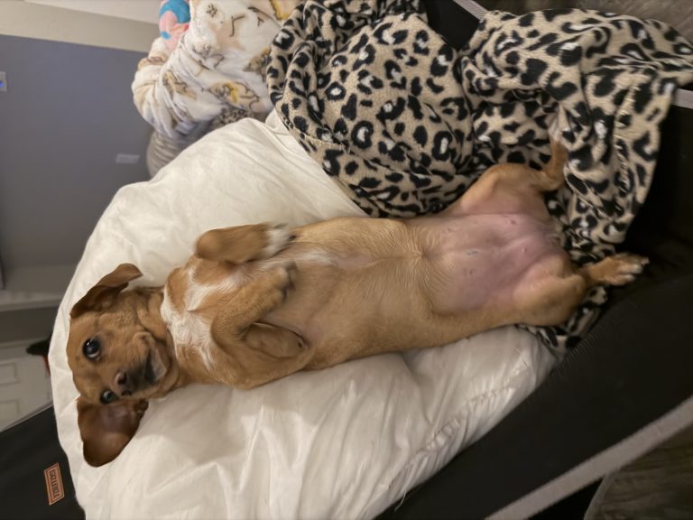 Missy, lost dog, Dachshund, long legs, long ears