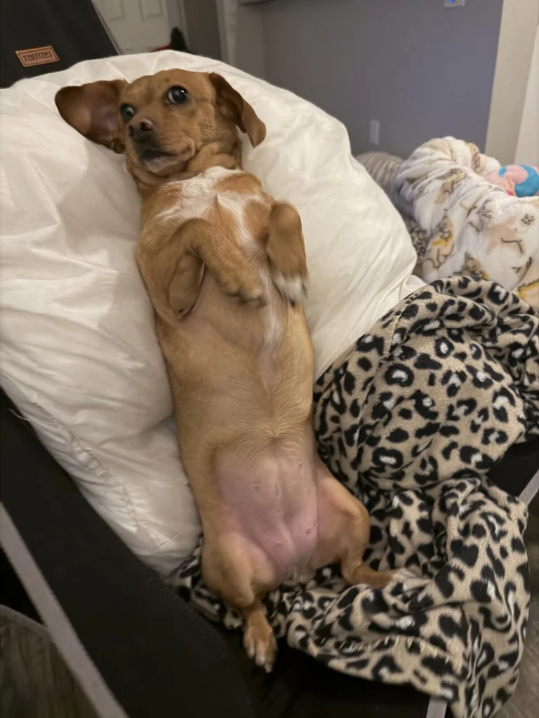 Missy, lost dog, Dachshund, long legs, long ears