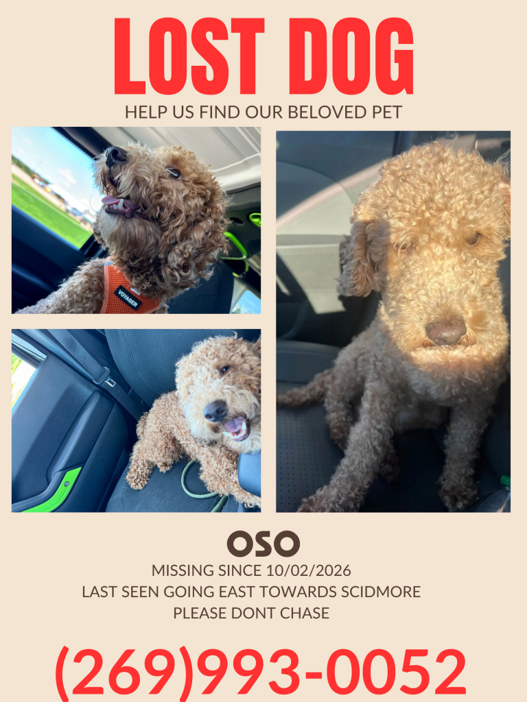 Oso, lost dog, Mini Goldendoodle