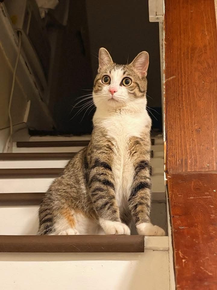 George, lost cat, American Wire hair