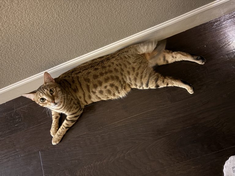 Jack, lost cat, Bengal