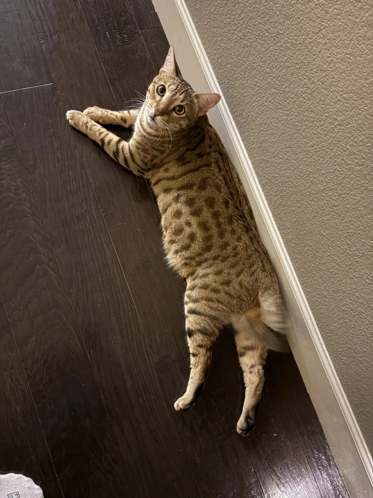 Jack, lost cat, Bengal
