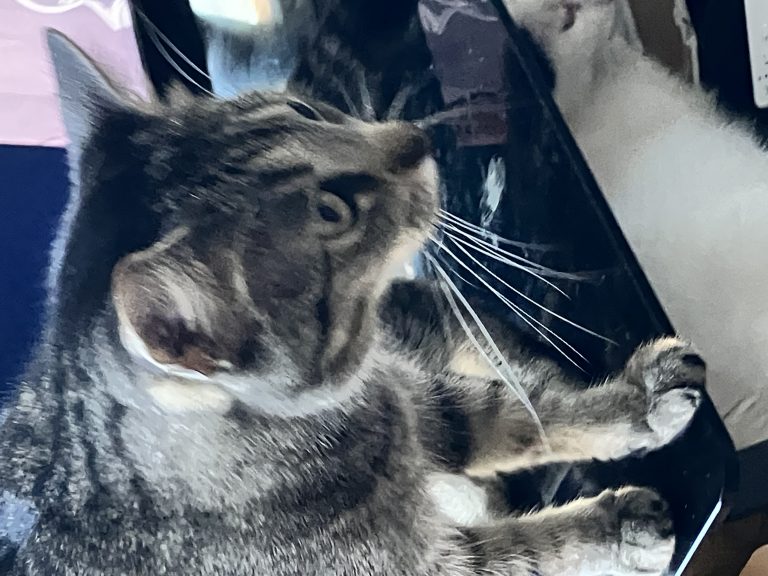 Kitty, lost cat, Domestic short hair
