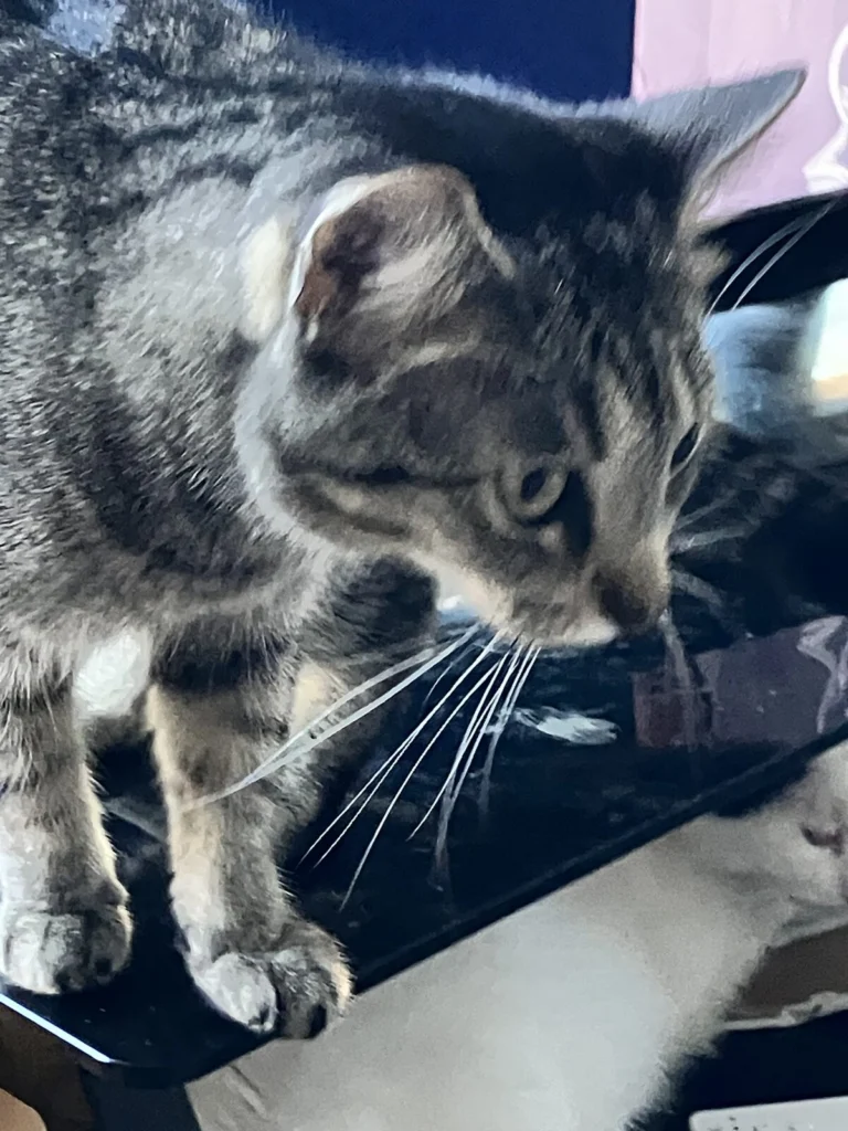 Kitty, lost cat, Domestic short hair