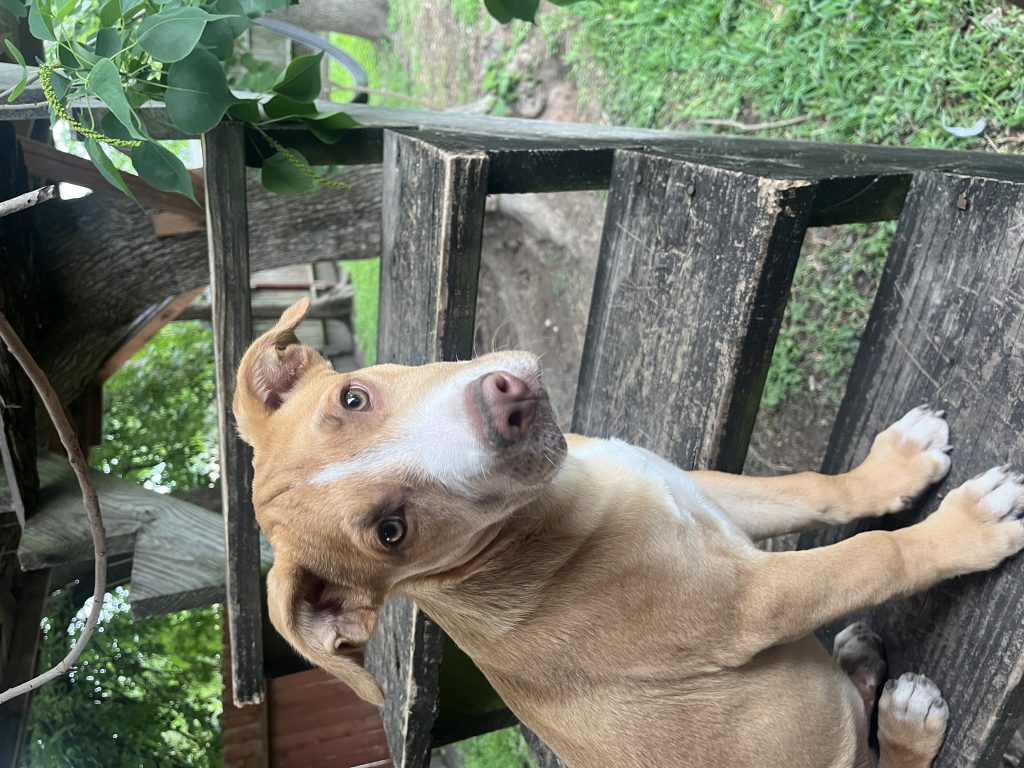 Zeke, lost dog, Pitbull Mix