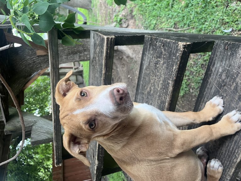 Zeke, lost dog, Pitbull Mix