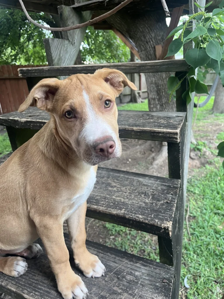 Zeke, lost dog, Pitbull Mix